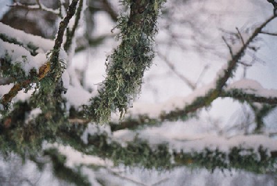 Habesamblik ehk puuhabe ripub puuokstelt seal kus on eriti puhas loodus ja õhk. Selle vana vahtra habemikku imetleti jõulu esimesel pühal Pikva mõisamargis, Kehra lähedal Harjumaal. Tema lume alt rippuv hallikas-rohekas habe on veel suhteliselt lühike kuid võib kasvada lausa pikkadeks rippuvateks koonaldeks. Ju sealt päkapikud ja muud mehikesed lisa võtavadki. Foto: Riina Kindlam - pics/2005/12112_1.jpg