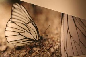 Kas te eesti liblikaid tunnete? See on põualiblikas, inglise keeles Black-veined white butterfly. - pics/2008/01/18708_21_t.jpg