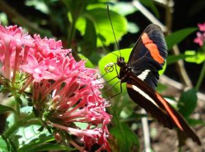 Liblikas söömas. Enamus liblikaid elavad täiskasvanuna umbes kolm nädalat.<br>    See liblikasort (Postman Longwing) elab täiskasvanuna üheksa kuud, sellepärast, et ta sööb õietolmu, milles on proteiini. Foto: Raja Raudsepp<br>    <br>     - pics/2008/03/19307_3_t.jpg