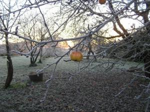 Talv jõuab Kurenurme. Natüürmort õunaga.<br> Foto: V. Polikarpus - pics/2008/11/21693_1_t.jpg
