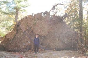 Vendurite platsil mõõdeti ühe langenud puu mätta kõrguseks (elava mõõdupuu indeksil) peaaegu kaks ja pool Veikot. - pics/2010/10/30016_3_t.jpg