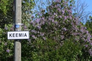 It seems funny that these sirelid (lilacs) in full bloom off Tallinn's Endla tänav have been marked as keemia. Is the sign referring to ongoing chemical reactions, or has it been posted as a warning that the sirel's heavenly fragrance may not be 100% natural? Photo: Riina Kindlam - pics/2011/06/32535_1_t.jpg