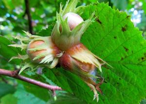 Sarapuu- ehk metsapähklid puul (ingl. hazelnut, ka filbert ja cobnut). Ega Eestis teisi pähkleid kasvagi. Kui minnakse pähklile, siis ikka oma, mitte kreekapähklile (walnut). Eestlastel on tänavu orava kombel pähkleid varutud, naabri Jaagul näiteks kolm kartulikotitäit. Pähkli ümber olevat narmastunud viljakatet või tuppe nimetatakse lüdiks. - pics/2011/09/33512_1_t.jpg