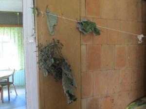 Herbs (ürdid) drying on the bedroom side of the soemüür -- warm wall. - pics/2011/10/33595_4_t.jpg