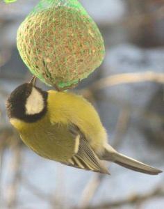 Just so you don't forget what a real lind looks like, here's one every Estonian knows: a RASVA/TIHANE (literally "fat or suet chickadee") on a rasva/pall (ball of suet). In British English chickadees are known as tits; this one being a Great Tit. Like Black-capped chickadees of North American fame, it wears a black cap with contrasting white cheeks, but unlike its cousin, its back is olive-green and underside is KOLLANE, yellow. You can't see from this angle, but another distinguishing mark is a black stripe straight down the centre of its chest. They are just as precocious as chickadees and/or tits the world-over. Photos: Riina Kindlam - pics/2012/02/35345_002_t.jpg