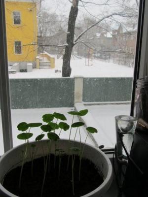 Toas kasvab (growing indoors), aga mitte õues (but not outside). - pics/2012/04/35999_003_t.jpg