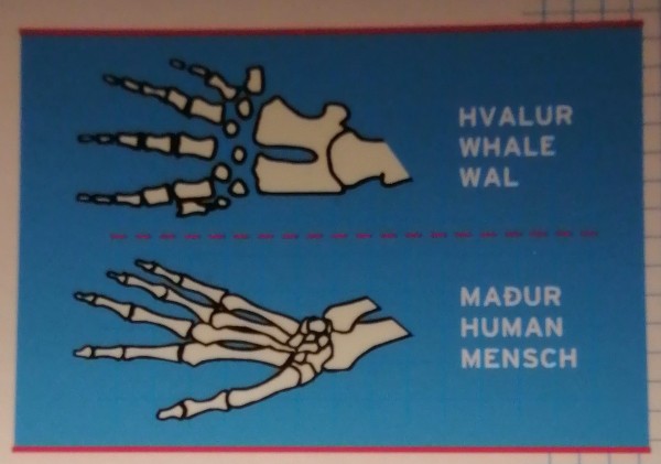 Luuluuraja. Ülemine joonis näitab luid ehk konte, mis on vaala loivas (LOIB on flipper) ja alumine võrdluseks inimkäes olevaid luid. Mõlemal on näha viie sõrme luid. Sõnad jooniste kõrval on islandi, inglise ja saksa keeles ning pilt on tehtud Húsavíki vaalamuuseumis Islandi põhjarannikul. Loivad, veeloomade jäsemed (limbs), on ujumiseks ülihead – nagu suured labakindad, aga nendega ei ole võimalik suusakepist kinni hoida. Foto: Riina Kindlam - pics/2022/02/58977_003_t.jpg