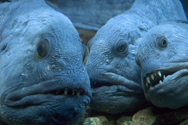 Merihunt ehk kasskala (Atlantic wolffish, seawolf, ocean catfish) Anarhichas lupus on aeglase kasvuga erak, kes elab 10–500 meetri sügavusel liivases või mudases põhjas, kus on kivirahnud, kirjutab www.kalafoor.ee. Islandi keeles on kala nimi (steinbítur), ,,kivinärija“, kuna kasutab oma tugevaid lõugasid kõvakooreliste molluskite, vähilaadsete ja okasnahksete söömiseks. Foto: oceanconservancy.org - pics/2023/01/59948_002_t.jpg