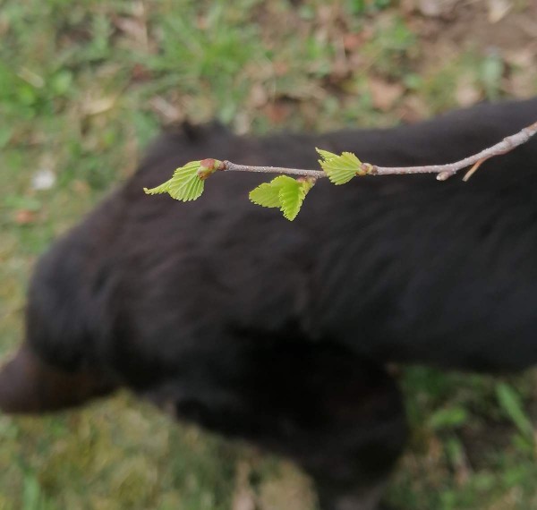 Hiirekõrvul kaselehed musta koera laudjal. Foto: Riina Kindlam - pics/2023/04/60185_005_t.jpg