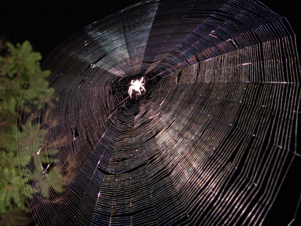 See ei ole võrk/palli/võrk, vaid võrkurlase võrk. VÕRKUR/LANE on ämblikuliik (orb-weaver spider), kes koob ümmargusi spiraalseid ratas/võrke, mida oleme kõik aedades, metsades ja põldudel näinud. Need on kõige sagedasemad (common) ämbliku/võrgud. On ka funnel weavers / funnel-web spiders, lehter/ämblikud, kelle võrk meenutab tunnelit ja on otsast lehtri/kujuline. (Lehter = funnel.) Sellised võrgud asuvad maa lähedal rohus. Foto: Vikipeedia - pics/2023/07/60395_003_t.jpg