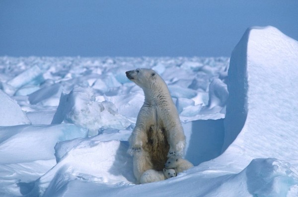 Foto:  Steven C. Amstrup/Polar Bears International - pics/2023/08/60416_001_t.jpg