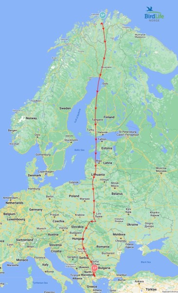 2023. aasta sügise MARSRUUT (route) ehk lennu/tee (flyway) Põhja-Norrast Kreekasse. Ca 4000 km läbiti 78 tunniga. Eesti rannik, kaasa arvatud Põõsaspea neem, Osmussaar, Noarootsi pool/saar ja Matsalu lahe rahvus/park on täpselt Arktikast rändavate mere- ja teiste lindude lennu/teel. Huvitav detail on, et linnud põikasid korraks üle Ukraina piiri, kus tegid AINSA peatuse, et kõhtu kinnitada (Euroopa vilja/ait). Sealt siis pöörasid järsult läände tagasi. Kaart: BirdLife Norge (Norra) Facebooki lehe/külg - pics/2023/11/60625_002_t.jpg
